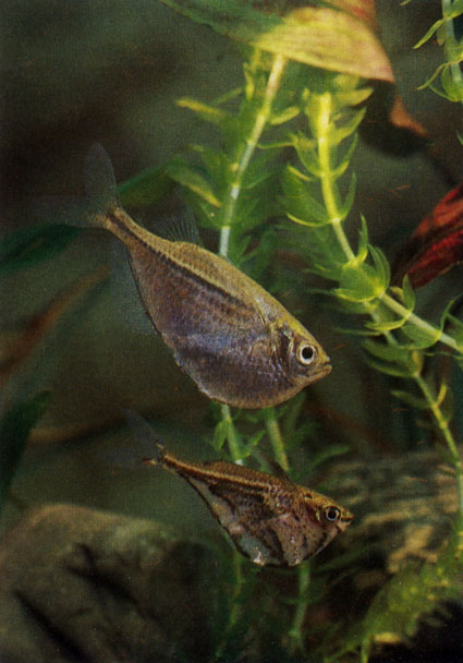 Стерникла - Gasteropelecus sternicla. Сем. Клинобрюхие - Gasteropelecidae