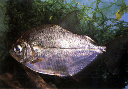 Рыба-зеркало - Metynnis hypsauchen. Сем. Пираньевые - Serrasalmidae