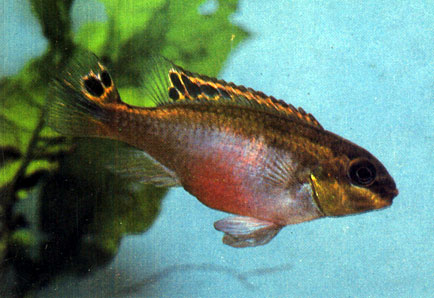 Пестрый попугайчик Pelvicachromis pulcher