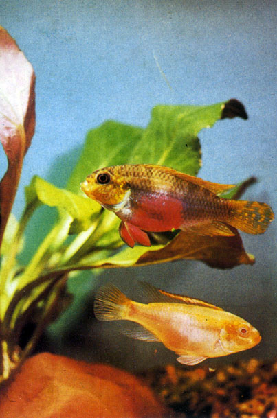 Пестрый попугайчик Pelvicachromis pulcher