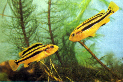 Меланохромис чипока Melanochromis chipokae