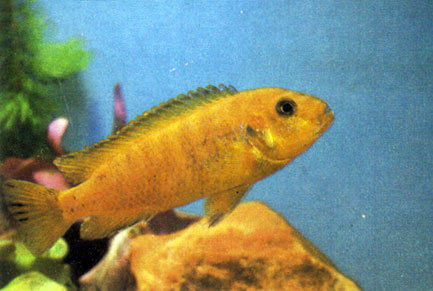 Меланохромис иоханна Melanochromis johannii