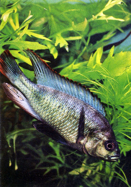 Двухцветный неохромис Neochromis nigricans