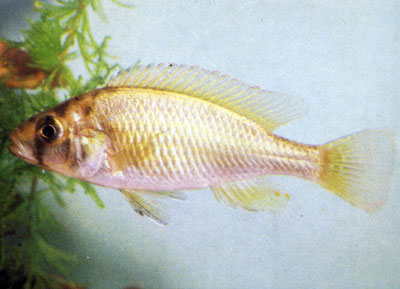 Двухцветный неохромис Neochromis nigricans