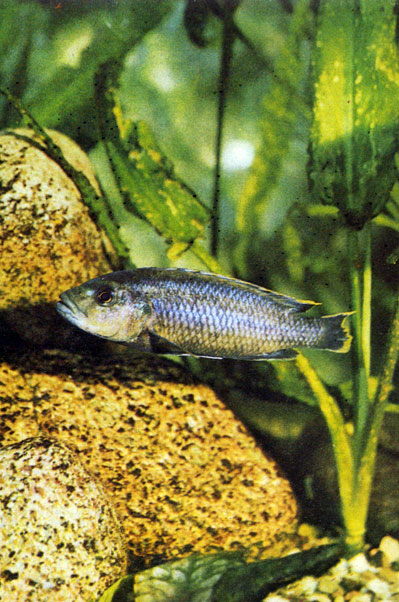 Меланохромис черноплавничный Melanochromis melanopterus