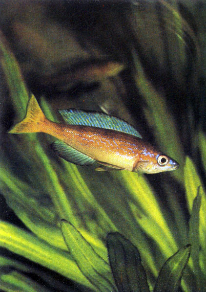 Медовый циприхромис Cyprichromis microlepidotus