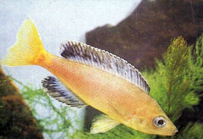 Лептозома Cyprichromis leptosorna