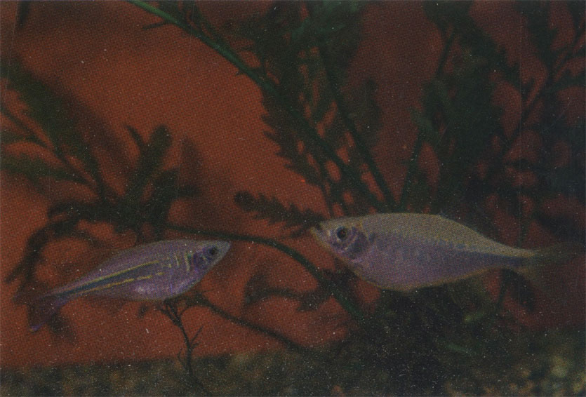 Малабарский данио. Danio aequipinnatus. 8 - 12 см. Данио деварио. D. devario. 8 - 15 см