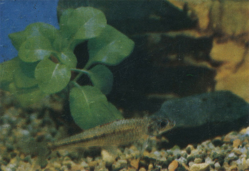 Ханкинский пескарь. Gnathopogon chankaensis. 5 - 10 см