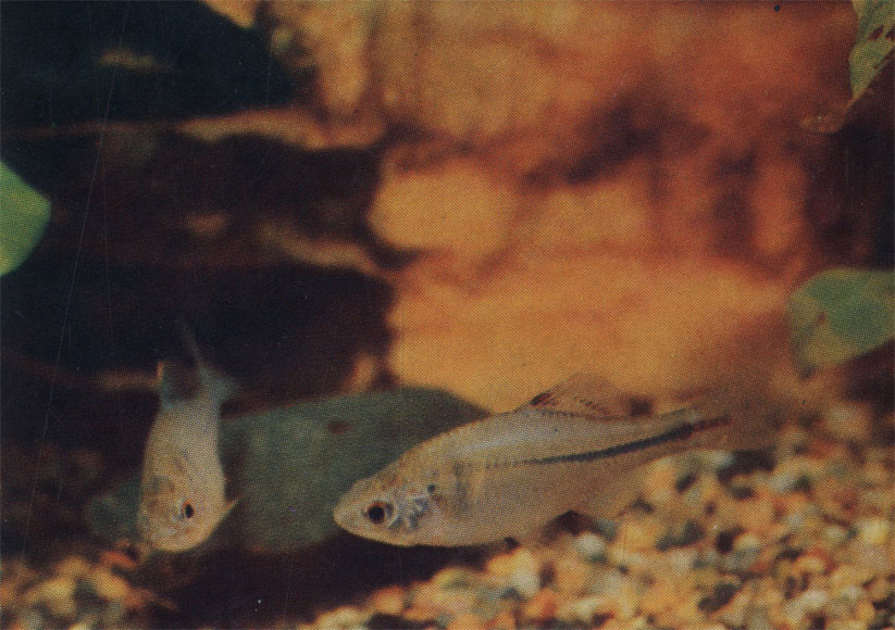 Горчак лайта. Pseudoperilampus lighti amurensis. 3 - 5 см