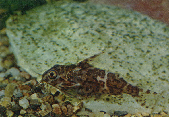 Перевертыш. S. Nigriventris.Сем. Mochocidae (Бахромчатоусые сомы)