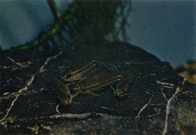 Сомик пигмей. С. pygmaeus. Сем. Callichthydae (Панцирные сомы)