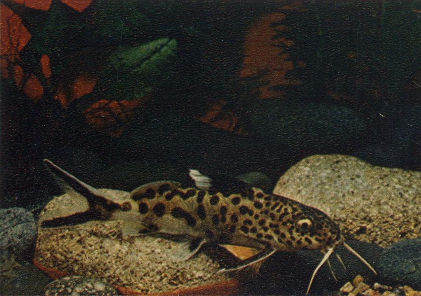 Леопардовый синод онтис. S.multipunctatus. Сем. Mochocidae (Бахромчатоусые сомы)