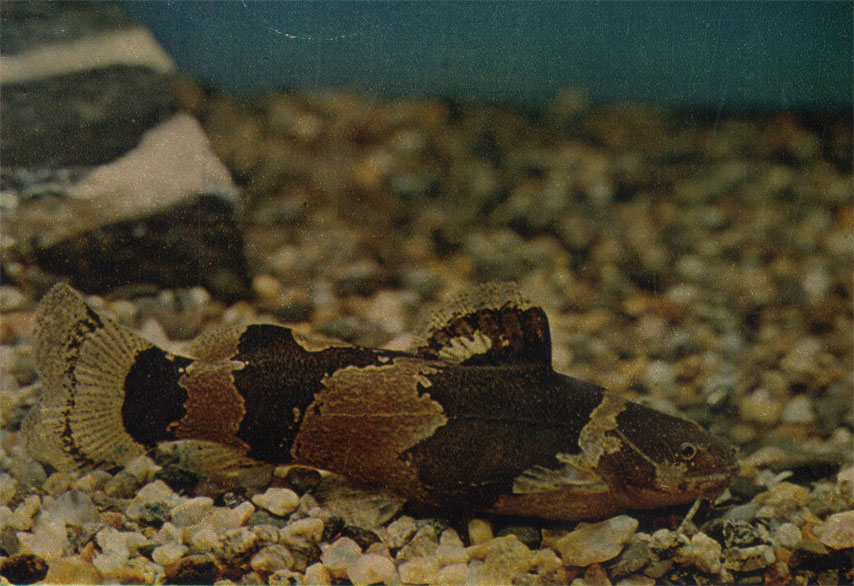 Зебровый микрогланис. Microglanis poecilus. Сем. Pimelodidae (Плоскоголовые сомы)
