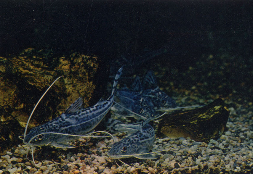 Леопардовый пимелодус. Pimelodus pictus. Сем. Pimelodidae (Плоскоголовые сомы)
