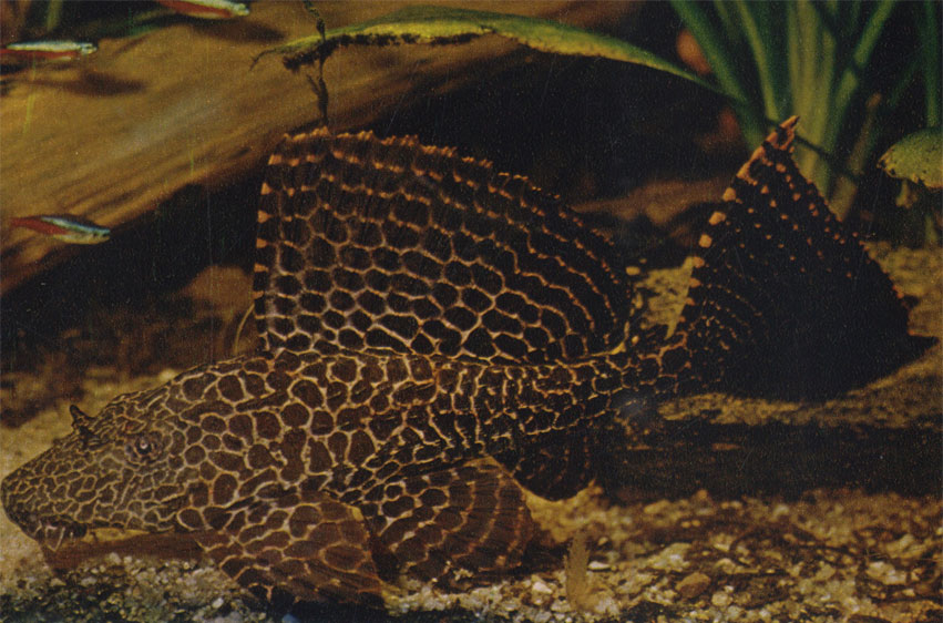 Парчовый птеригоплихт. Pterygoplichthys gibbiceps Сем. Loricariidae (Кольчужные сомы)