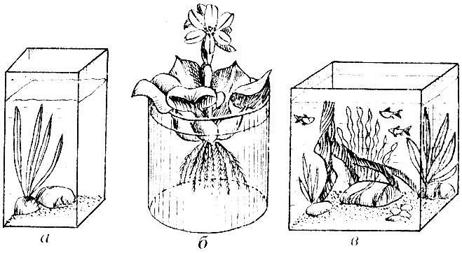 Рис. 2. Типы аквариумов для содержания мелких водных животных (а), отдельных видов растений (б) и рыб (в)