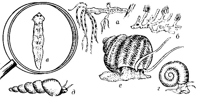 Рис. 13. Фауна аквариума: (а - гидра; б - мшанка; в - планария; г - физа красная; д - мелания; е - ампулярия)