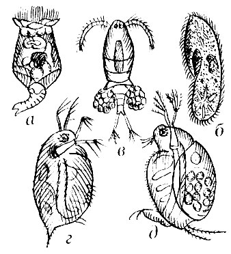 Рис. 14. Формы зоопланктона: (а - коловратка; б - мифучория; в - циклоп; г - дафния; д - моина)