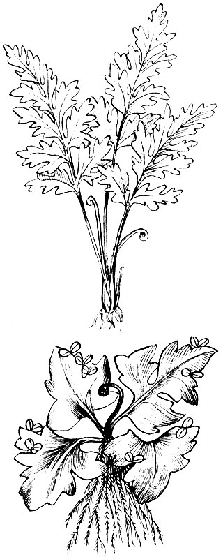Рис. 19. Погруженная (вверху) и плавающая формы водяной капусты