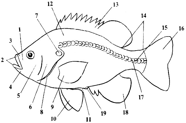 Рис. 44. Схема строения рыбы: (1 - рыло; 2 - губы; 3 - верхняя челюсть; 4 - нижняя челюсть; 5 - щека; 6 - жаберная крышка; 7 - ушко ('сережка'), 8 - жаберное отверстие; 9 - грудной плавник; 10 брюшной плавник; 11 - брюшко, 12 - спинка; 13 - спинной плавник; 14 - хвостовой стебель; 15 - боковая линия; 16 - хвостовой плавник; 17 - чешуя на боковой линии; 18 - анальный плавник; 19 - анальное отверстие)