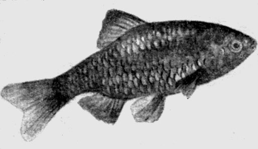 Рис. 102. Огненный усач, или конхониус (Barbus conchonius).