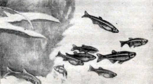 Рис. 107. Кардинал (Tanichthys albonubes).