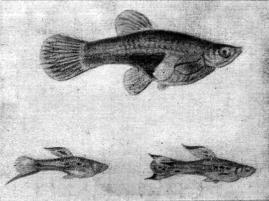 Рис. 119. Гуппи (Lebistes reticulatus): вверху - самка, внизу - самцы.