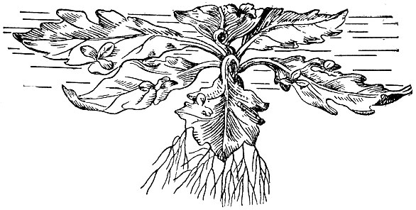 Рис. 41 б. Водяной папоротник (Ceratopteris thalictroides).