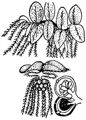 Рис. 59. Сальвиния плавающая (Salvinia natans).