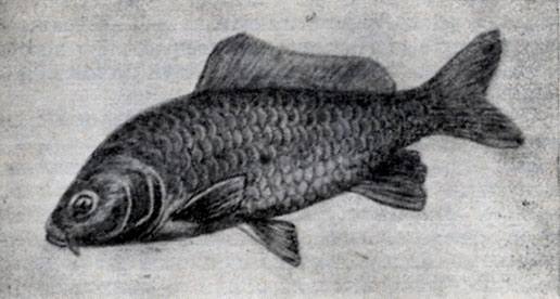 Рис. 74. Сазан, или карп (Cyprinus carpio).