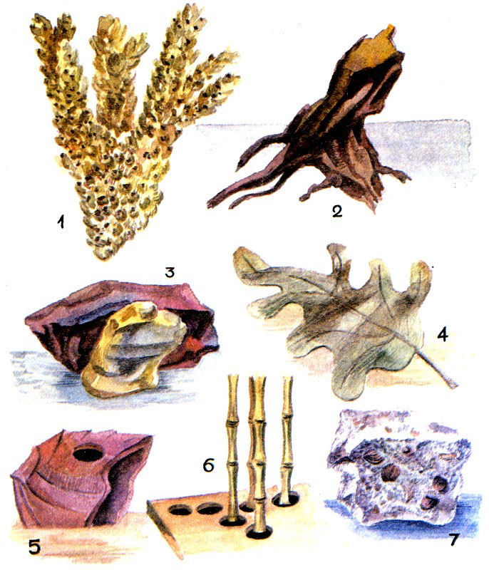 Рис. 2. Элементы оформления аквариума. 1. Скелет коралла. 2. Коряжник. 3. Группа камней. 4. Кожистый лист дуба (для мягководных рыб). 5. Скорлупа кокосового ореха. 6. Стенка бамбука. 7. Глыбы ракушечника.