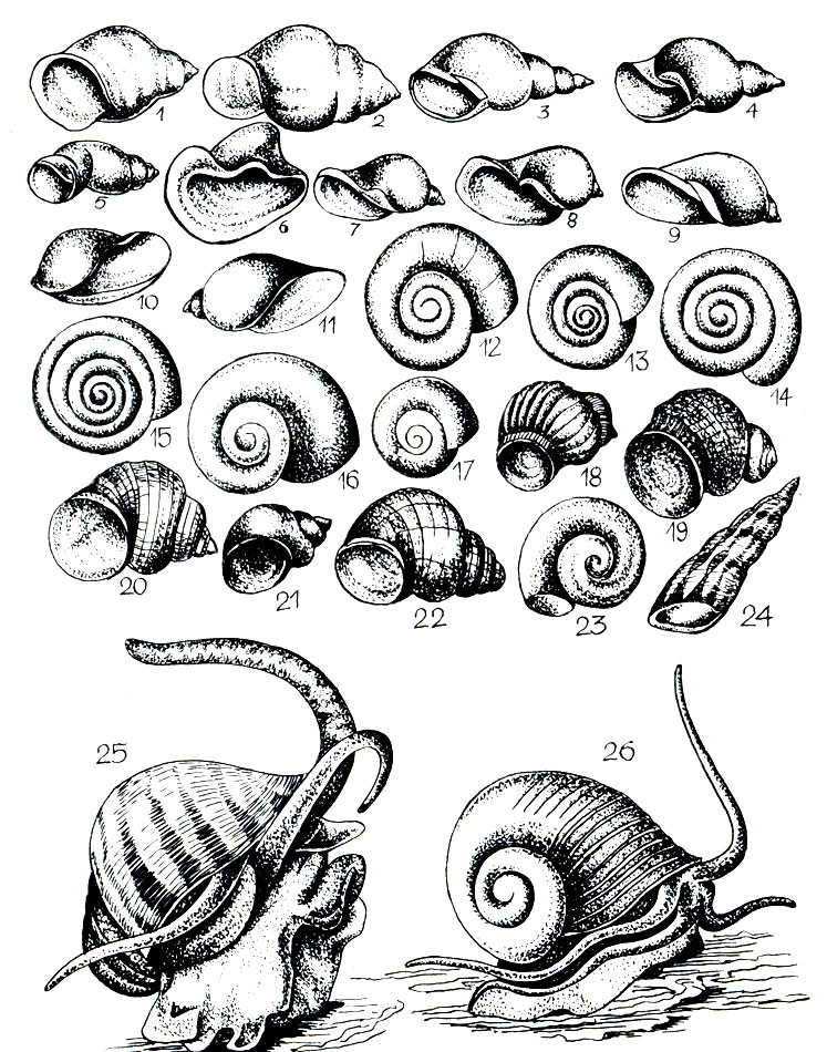 Рис. 3. Малюски брюхоногие: 1 — Речная живородка: 2 — щупальцевая битиния; 3—9 — обыкновенный прудовик и соответственно болотный, малый, ушковый, угнетенный, овальный и вытянутый; 10, 11 — пузырчатая и заостренная физы; 12—17 — роговая, килевая, завернутая, скрученная, белая и дальневосточная катушка; 18—20 — амурская, чеканенная и уссурийская живородка; 21—22 — уссурийская и полосатая битинии; 23 — катушка роговая красная; 24 — мелания песчаная; 25 — крупная ампулярия; 26 — мариза круглоротая.