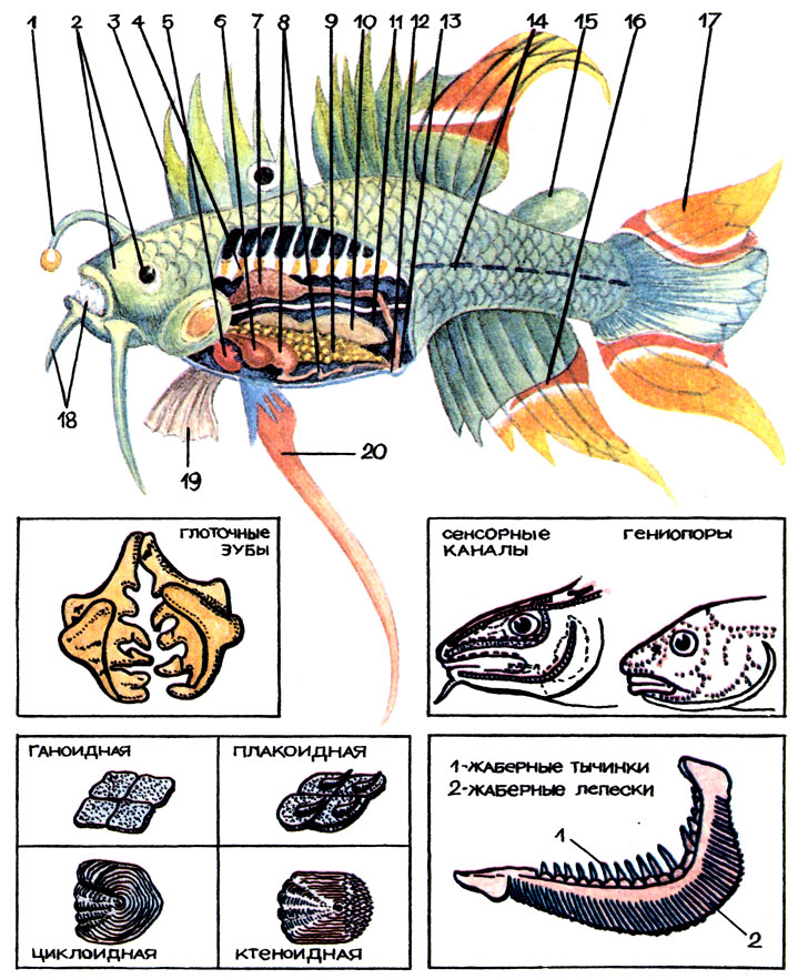 Рис. 11. 1 — иллиций; 2 — носовое отверстие и глаз; 3 — спинной плавник с первыми колючими лучами; 4 — позвоночник; 5 — сердце; 6 — печень; 7 — почки с мочевыводящим протоком; 8 — желудок с кишечником; 9 — гоноды; 10 - плавательный пузырь; 11 — нерв; 12 — анальное отверстие; 13 — урогенитальное отверстие; 14 — боковая линия; 15 — жировой плавник; 16 — анальный плавник; 17 — хвост с ветвистыми мягкими лучами; 18 — зубы и усы; 19 — грудной плавник; 20 — брюшной плавник.