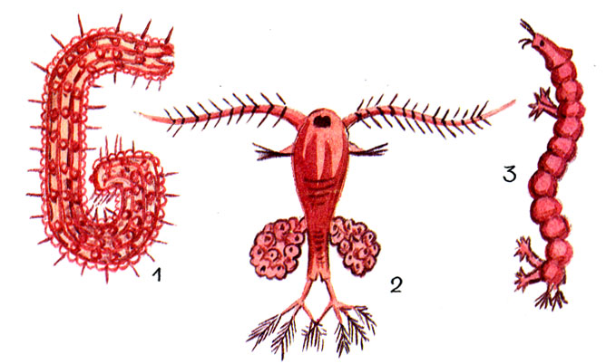 Рис. 12. Кормовые организмы 1. Трубочник. 2. Циклоп. 3. Мотыль.