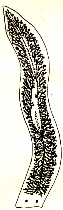 Рис. 2. Молочная планария