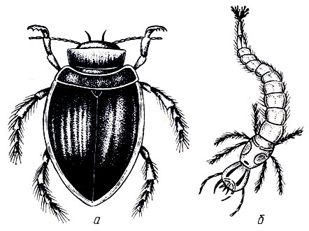 Рис. 7. Жук-плавунец и его личинка