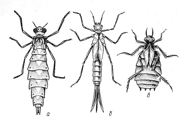 Рис. 8. Личинки стрекоз: а - коромысла; б - красавки; в - нимфа эпитеки
