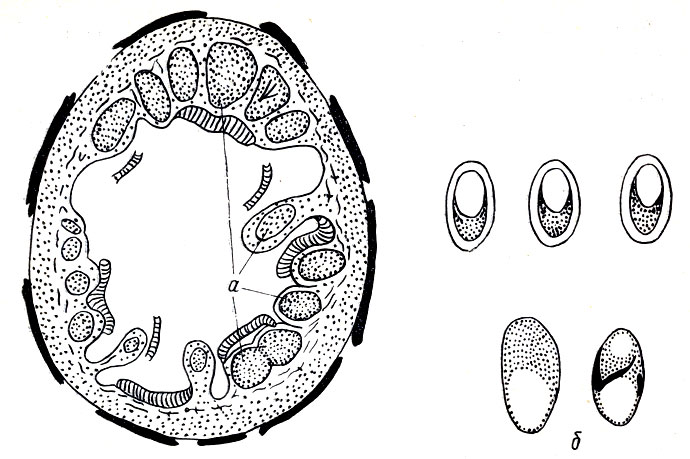 Рис. 19. Разрез через стенку кишечника рыбы, пораженной споровиками из рода Глюгеа: а - цисты со споровиками в стенке кишечника; б - споры