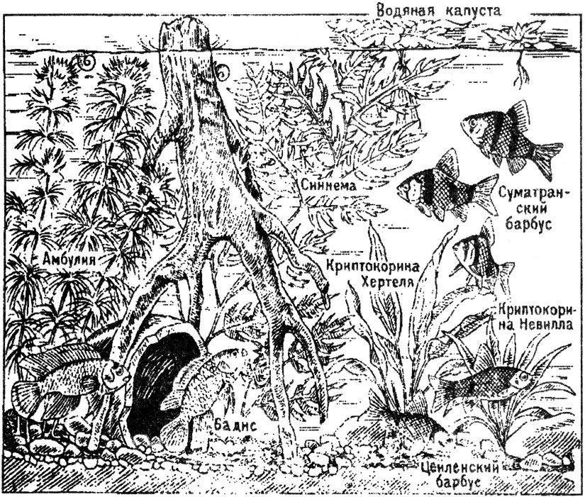 Аквариум для индийских и индонезийских видов рыб (тепловодный) 