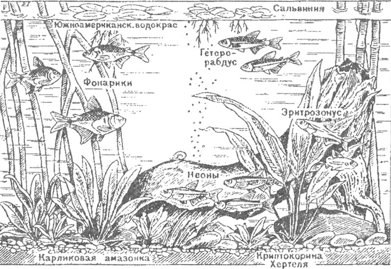 Аквариум для южноамериканских харацинид (тепловодный)