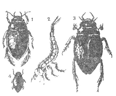 Водяные жуки