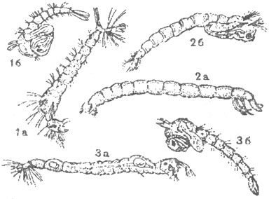 Личинки комаров