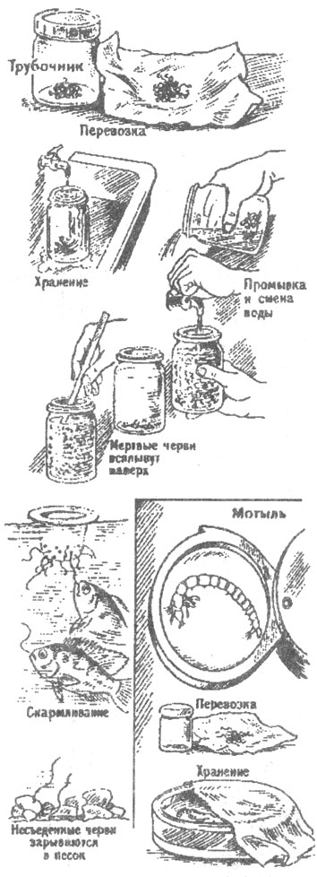 Трубочник и личинки мотыля