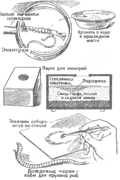 Черви, энхитреи, личинки комаров