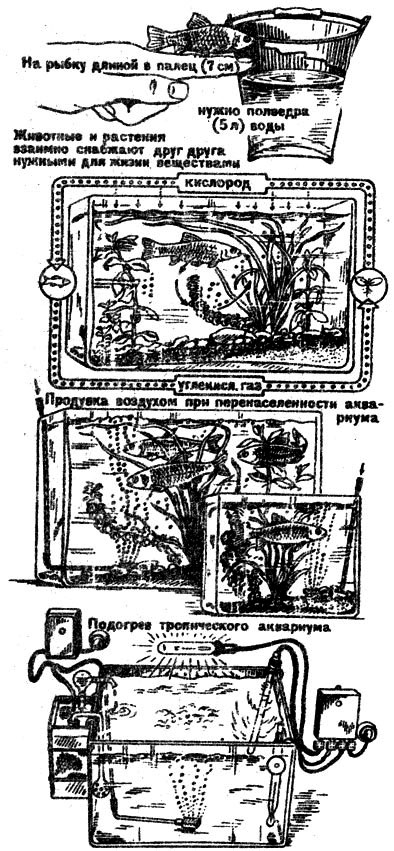 С техникой или без нее? На рыбку длиной в палец (7 см) нужно полведра (5 л) воды. Животные и растениям взаимно снабжают друг друга нужными для жизни веществами. Продувка воздухом при перенаселенности аквариума. Подогрев тропического аквариума