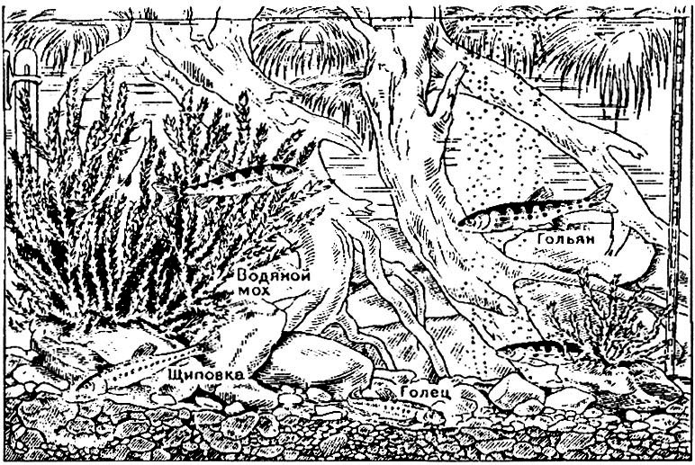Аквариум для отечественных рыб из ручьев