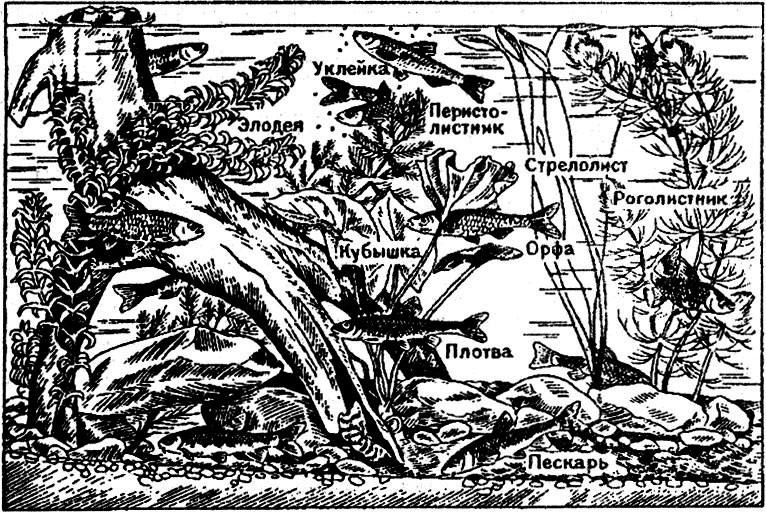 Аквариум для отечественных рыб из озер(холодноводный)