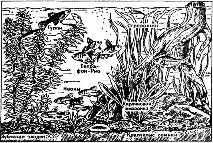 Аквариум для различных видов рыб из южной америки (умеренно теплый)