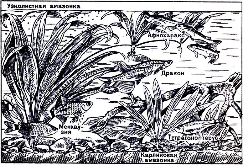 Аквариум для южноамериканских харацинид и сомиков (умеренно теплый)